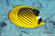 Chaetodon fasciatus Poisson papillon tabac-St Johns Shaab Marsa-6m-20121021-Denis-ADER-DSC_2264_tn